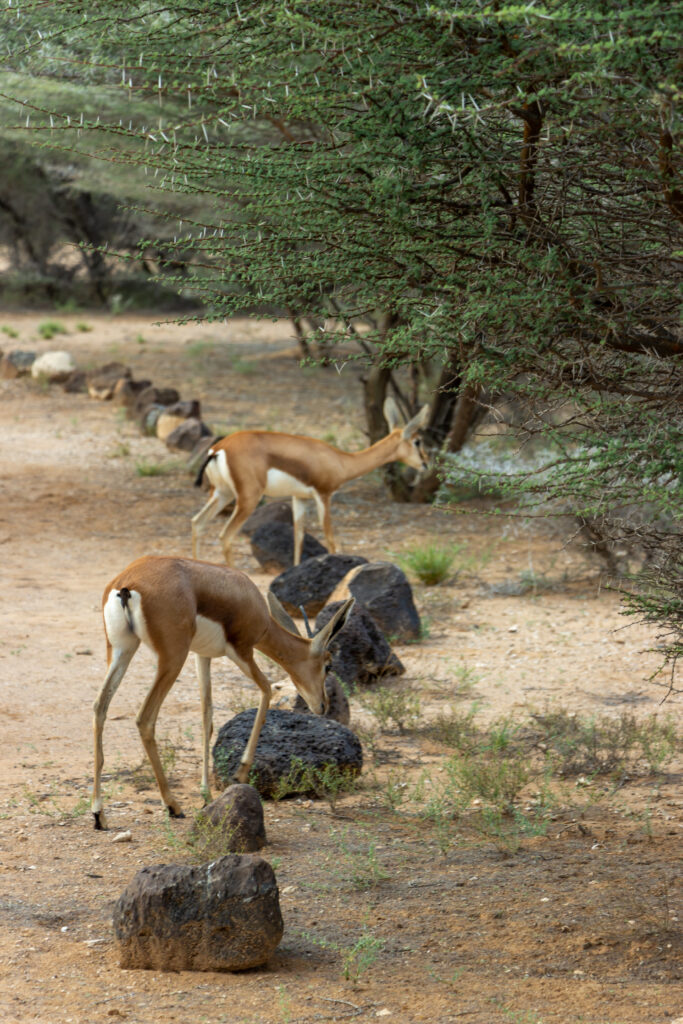 Decan, Beauty of wildlife by Camille Massida Photography