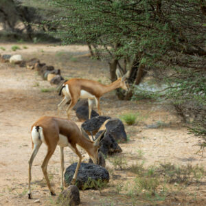 Decan, Beauty of wildlife by Camille Massida Photography