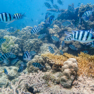 Wonders of our planet, Tales of Djibouti Blue Lagoon, Camille Massida Photography