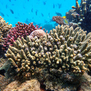 Wonders of our planet, Tales of Djibouti Blue Lagoon, Camille Massida Photography