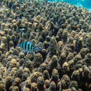 Wonders of our planet, Tales of Djibouti Blue Lagoon, Camille Massida Photography