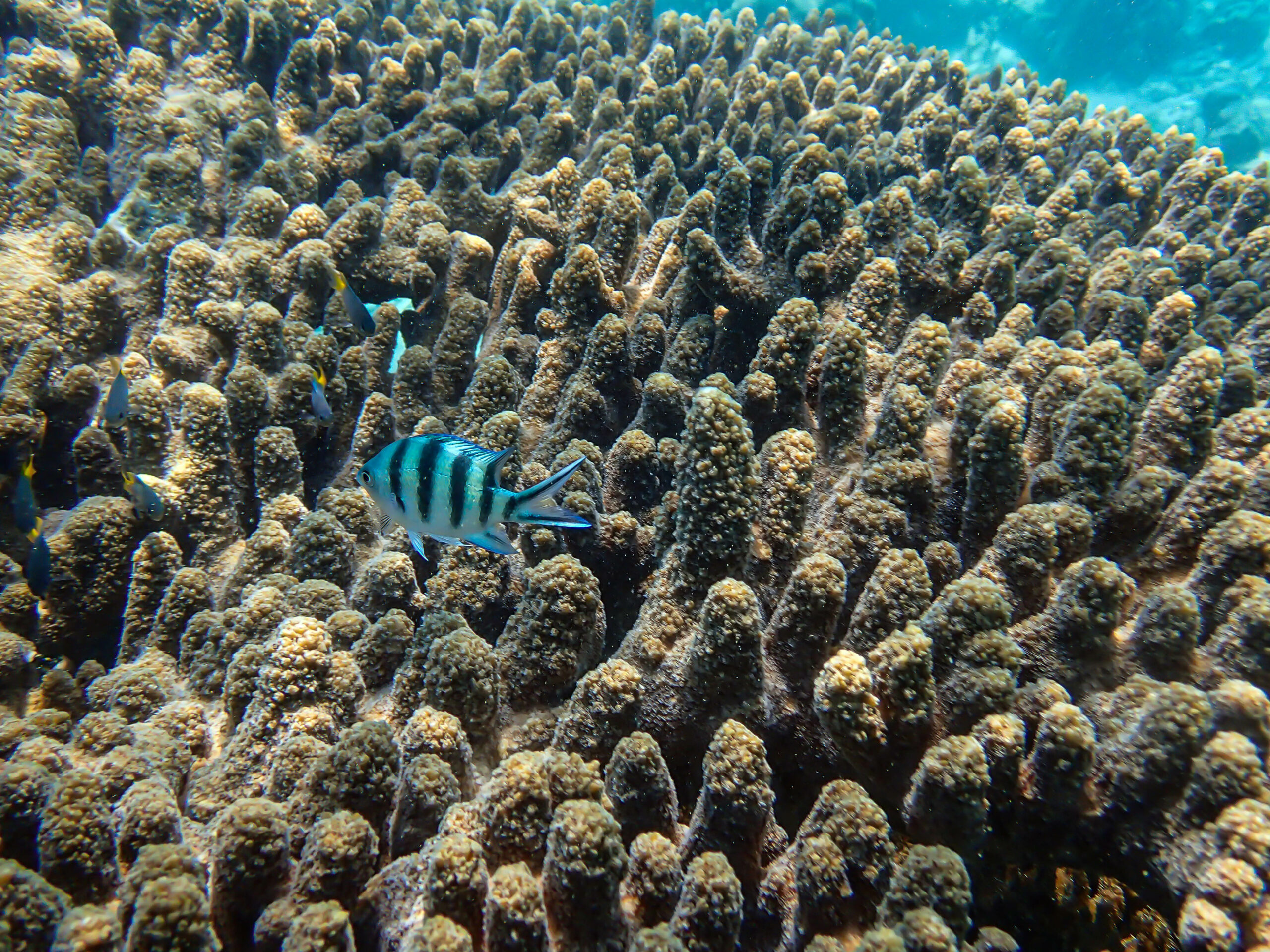 Wonders of our planet, Tales of Djibouti Blue Lagoon, Camille Massida Photography