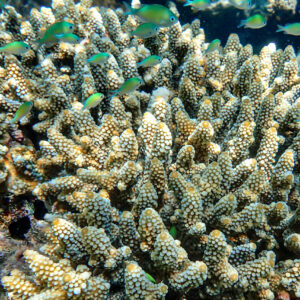 The blue lagoon, Tales of the Djibouti, Wonders of our planet