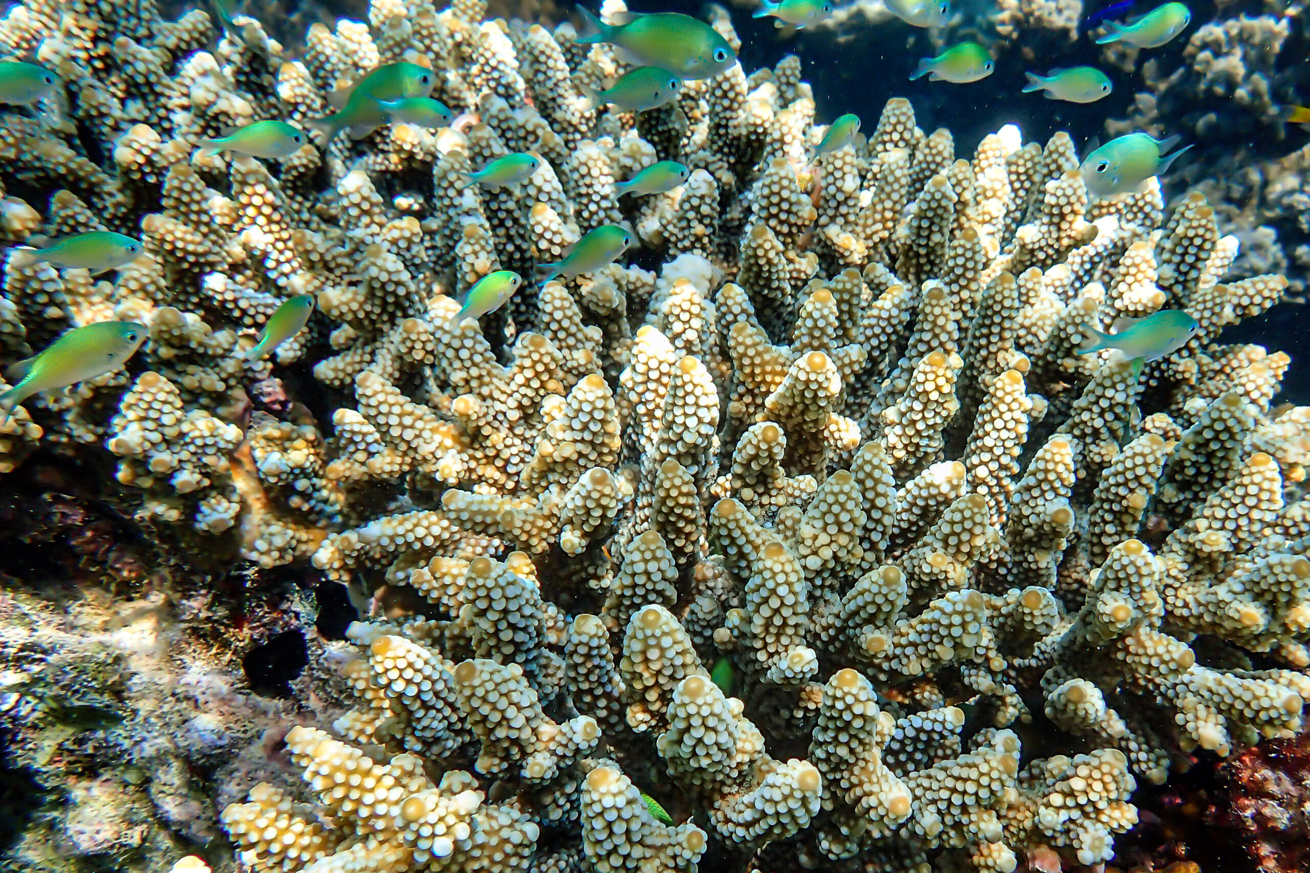 The blue lagoon, Tales of the Djibouti, Wonders of our planet