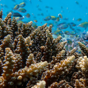 The blue lagoon, Tales of the Djibouti, Wonders of our planet