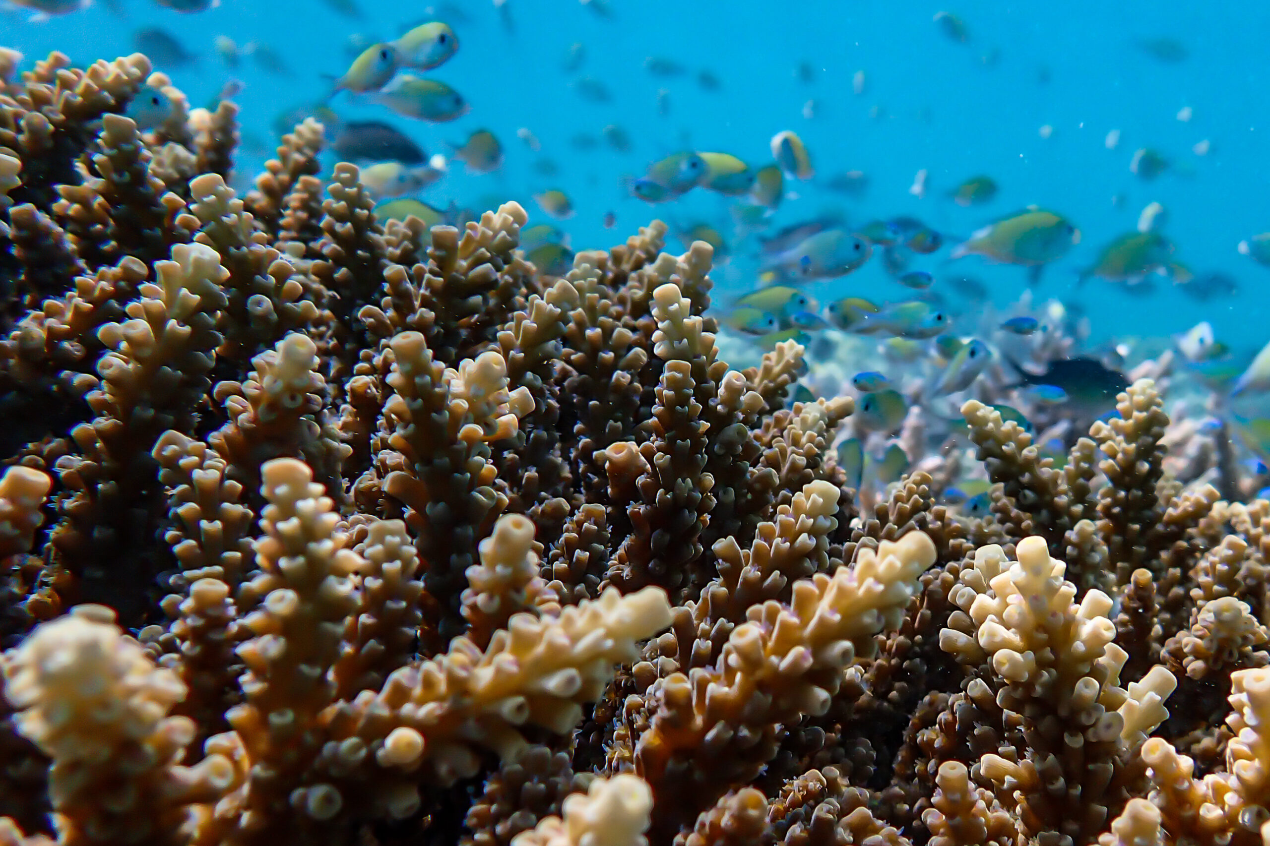 The blue lagoon, Tales of the Djibouti, Wonders of our planet