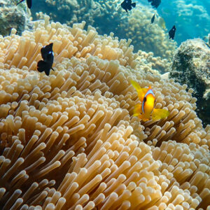 The blue lagoon, Tales of the Djibouti, Wonders of our planet