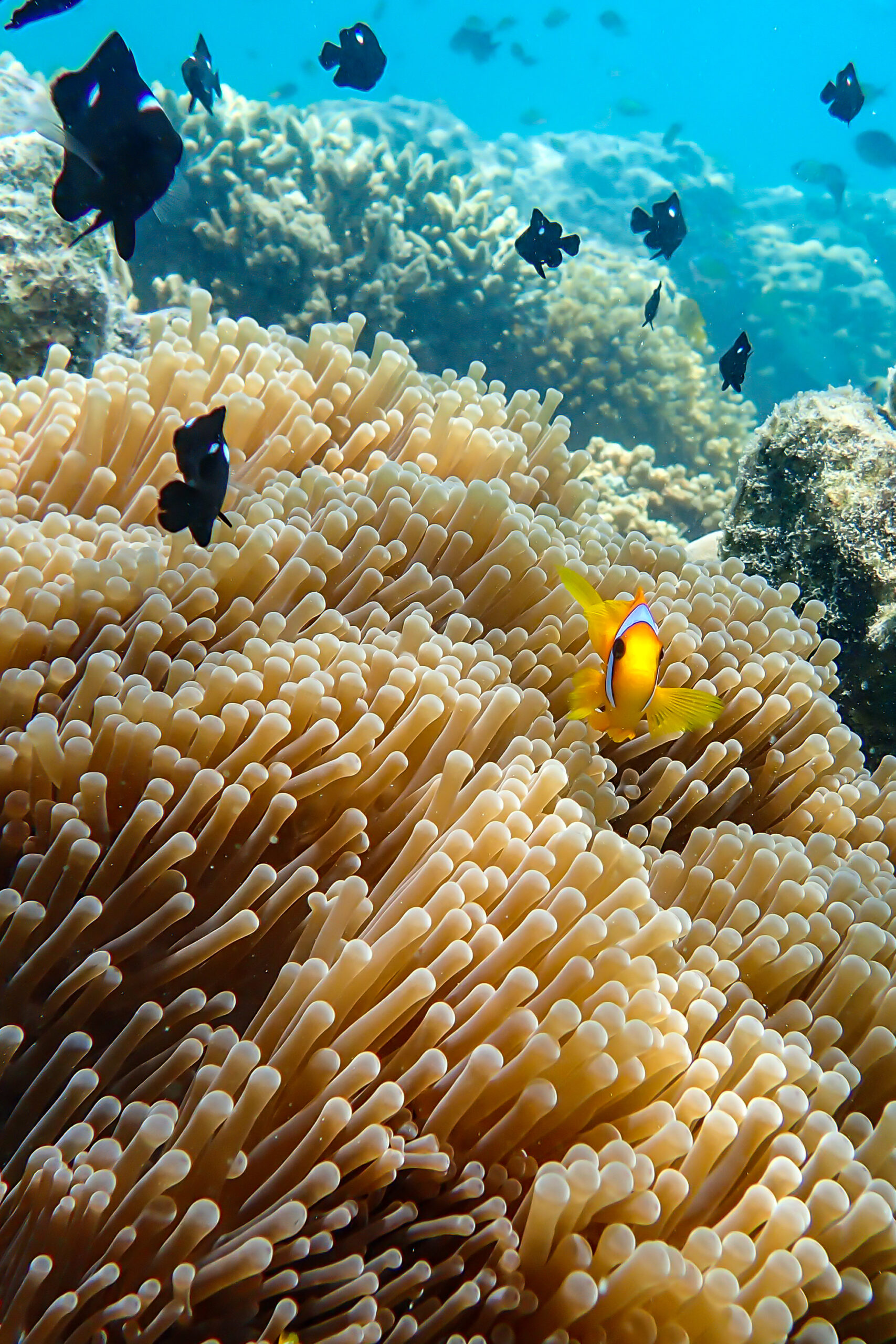 The blue lagoon, Tales of the Djibouti, Wonders of our planet