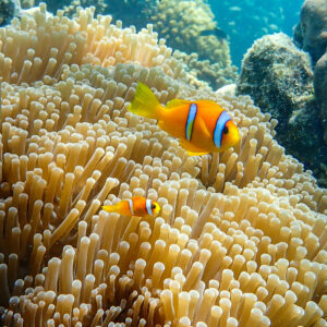 The blue lagoon, Tales of the Djibouti, Wonders of our planet