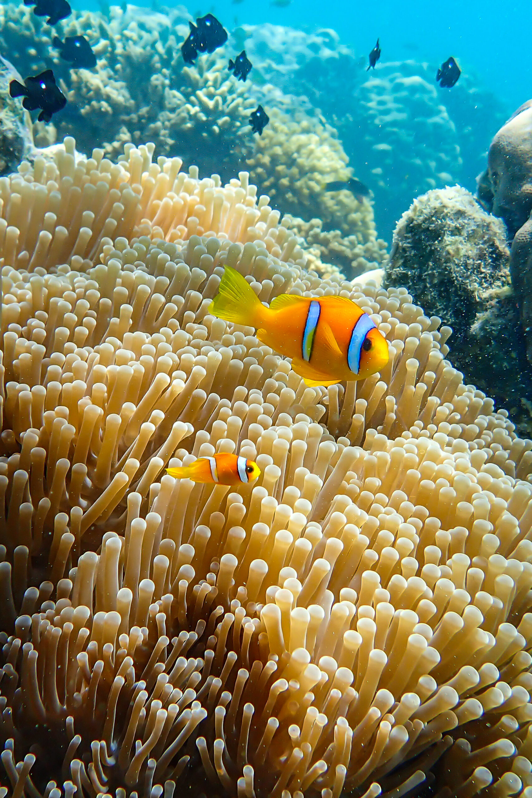 The blue lagoon, Tales of the Djibouti, Wonders of our planet